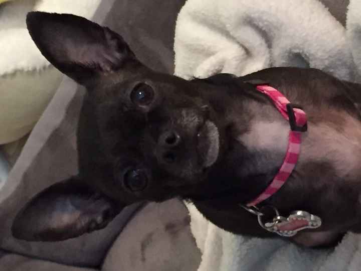 Nwr- show me your fur babies