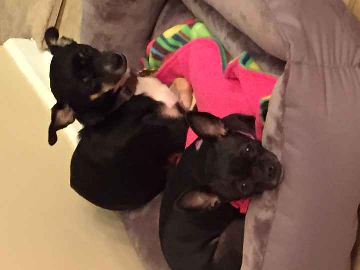 Nwr- show me your fur babies