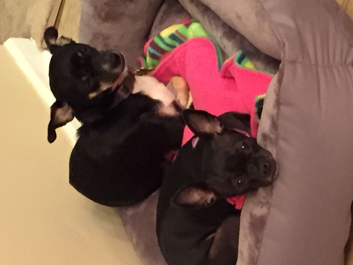 Nwr- show me your fur babies
