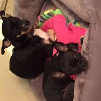 Nwr- show me your fur babies