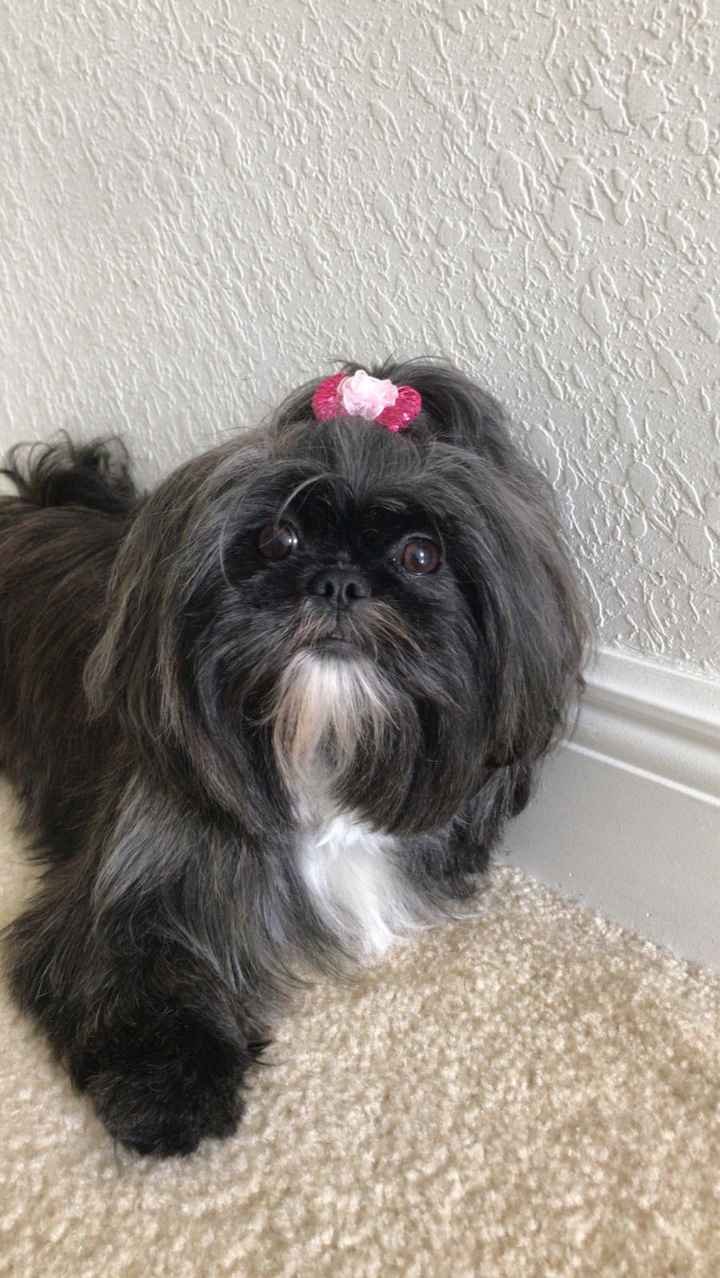 Furbabies Included in Wedding Day - 1