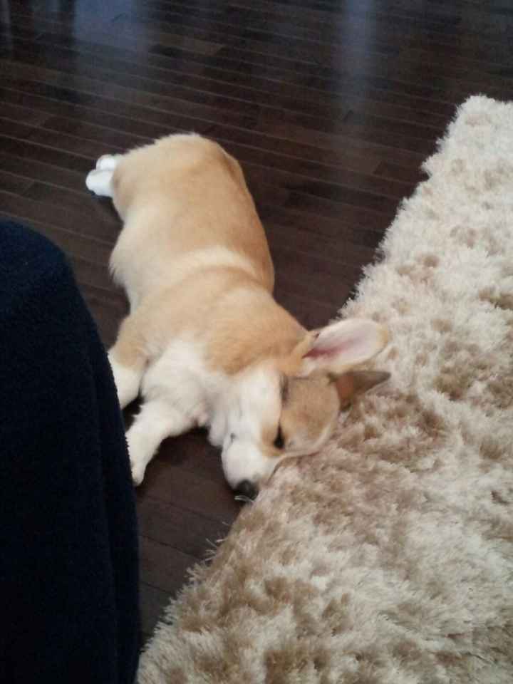 NWR: Lets See Your Fur Babies!