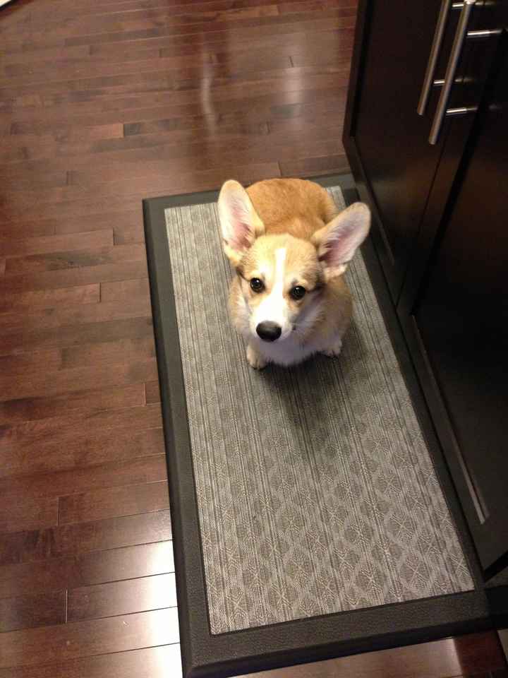 NWR: Lets See Your Fur Babies!