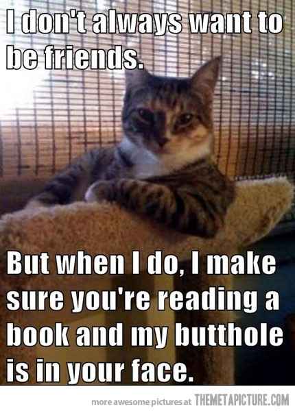 Dogs vs Cat......