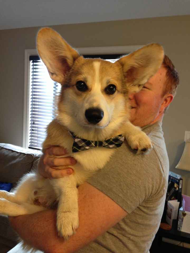 Need cheering up. Show me your puppies!