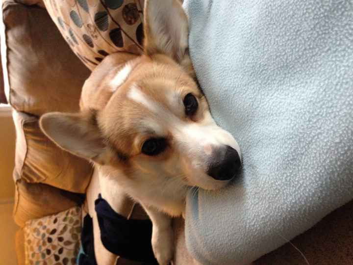 NWR: Pet Post