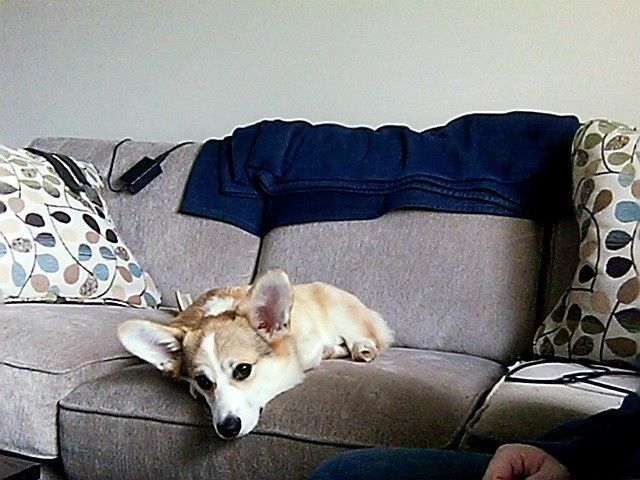 Since we are getting to know each other and everyone LOVES their fur babies!