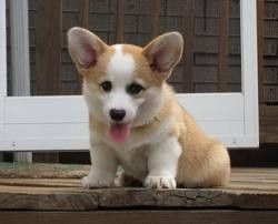 NWR: Emergency Cute