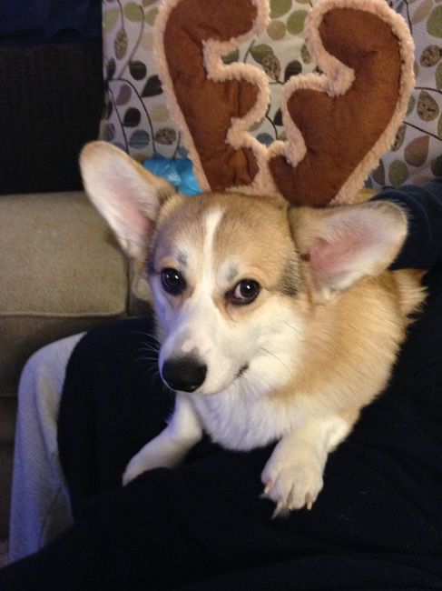 NWR: Pets dressed up for christmas