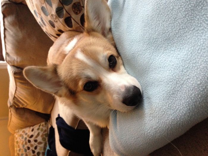 NWR: Pet Post