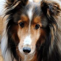 NWR For Fun. Furry Friends!