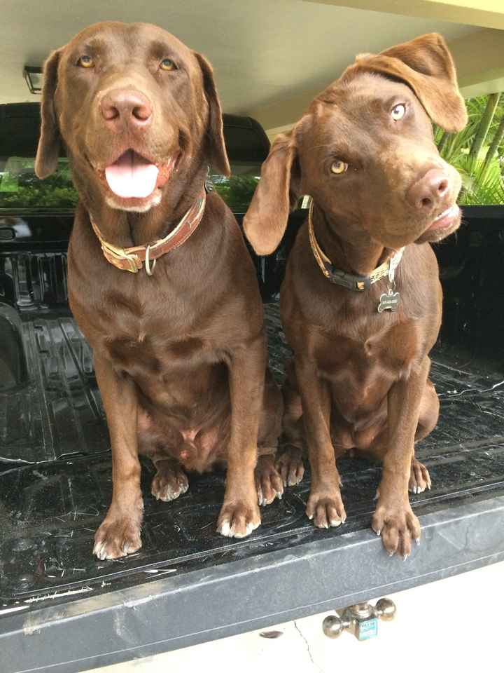 Baby or another Puppy?