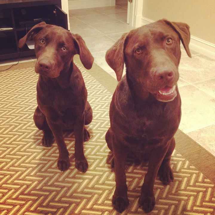 NWR: What is your pet scared of?