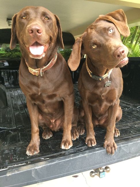 Baby or another Puppy?