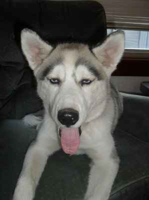 Furbabies!!! Lets show them off!