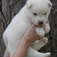 Furbabies!!! Lets show them off!