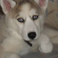 Furbabies!!! Lets show them off!