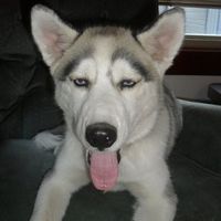 Furbabies!!! Lets show them off!