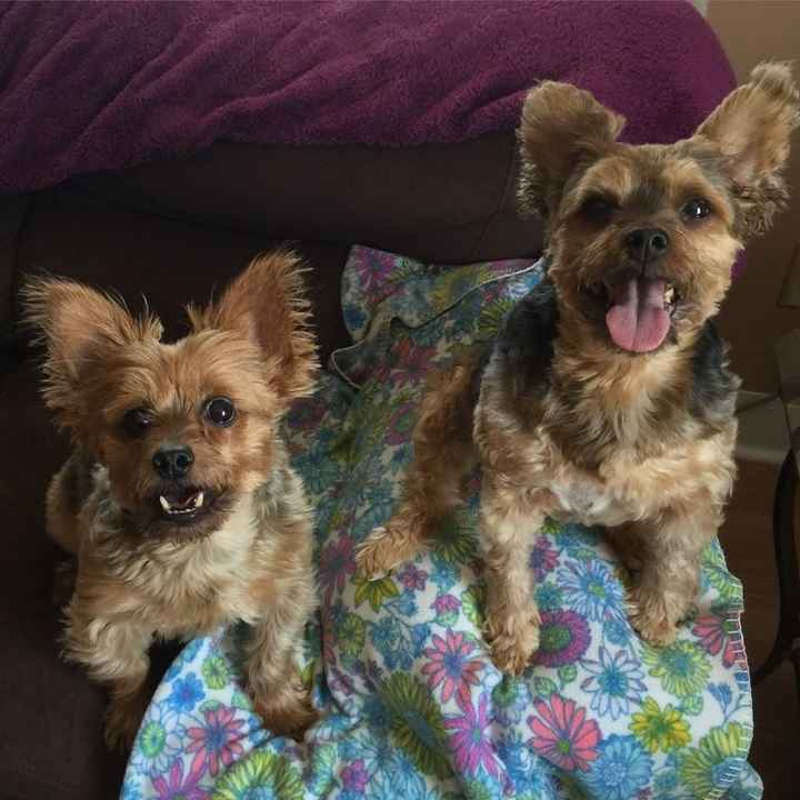 NWR: National Dog Day!