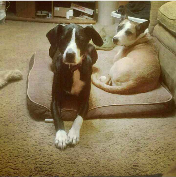 NWR- pets! We love them show me yours :)