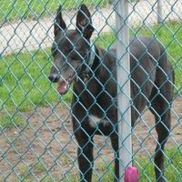 Show off your furbabies!