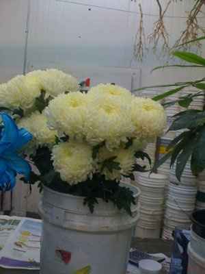 Flowers ...............