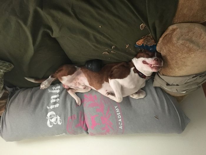 NWR- Pibbles and Homeowner Insurance