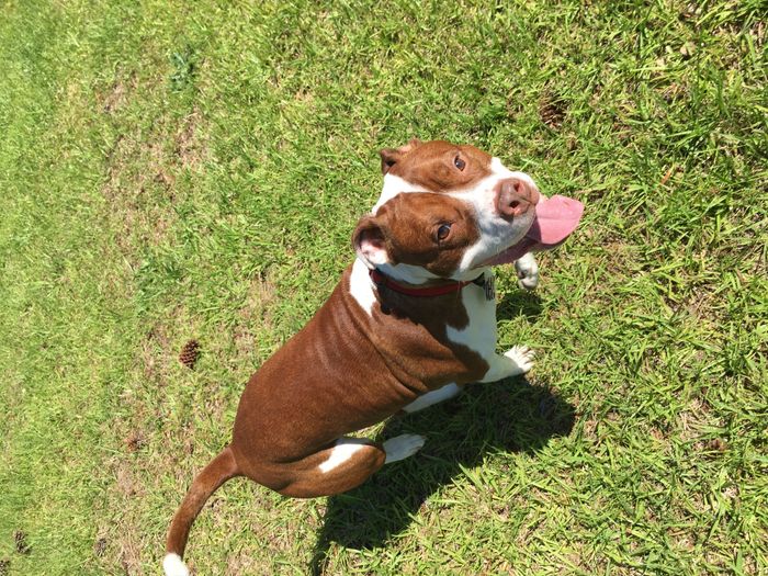 NWR- Pibbles and Homeowner Insurance