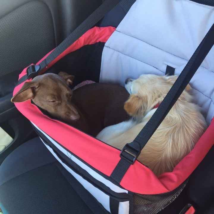 Today is National Pet Day! Let's see those fur babies :)