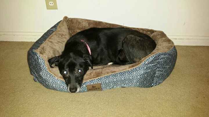 NWR: Show me your fur babies