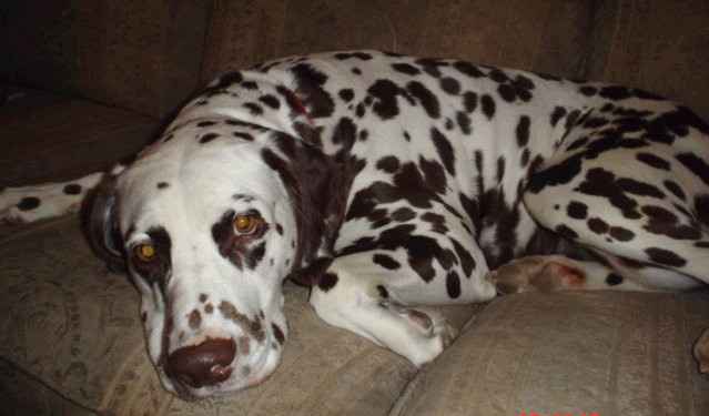 Puppies, puppies, and more puppies!!!