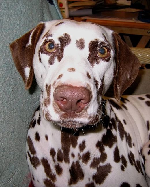 NWR: Show me your pups!