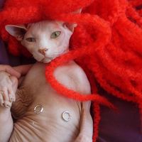 Dress One for appreciation dinner