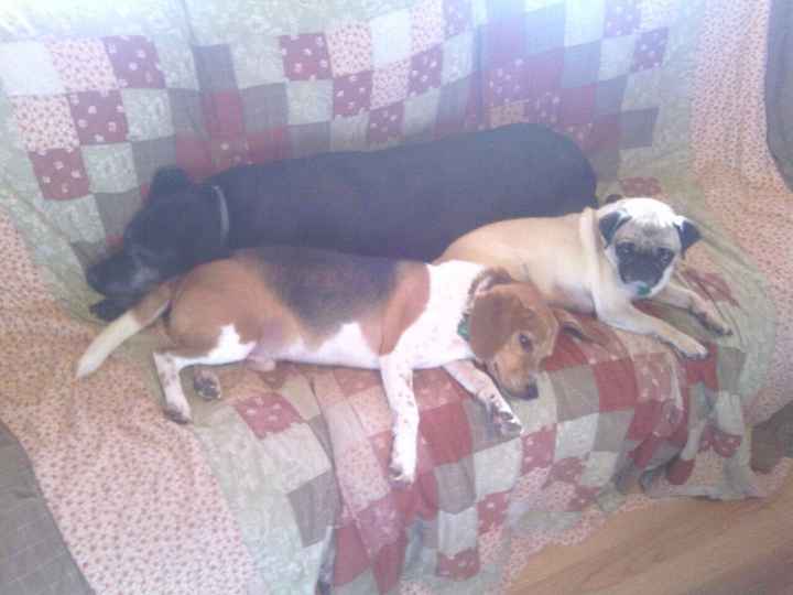 NWR: Fur baby thread!