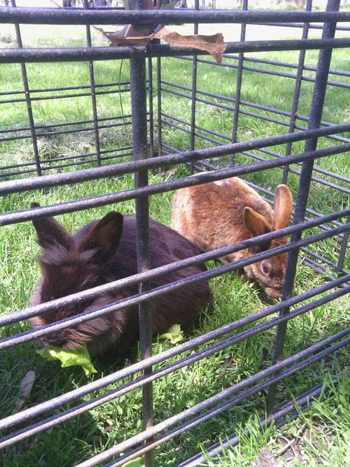 NWR: Fur baby thread!