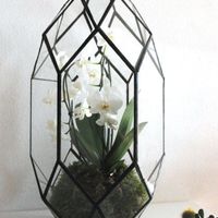Terrariums as centerpieces?