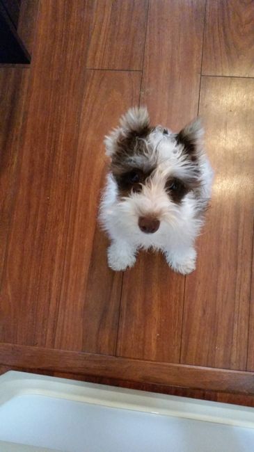 NWR: Show off your furbabies!