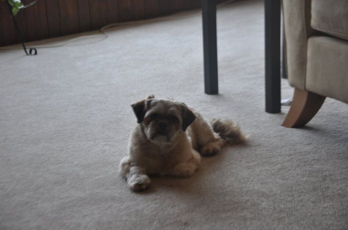 Keeping my mind of my wedding...Show me your dog:)!!**Pics