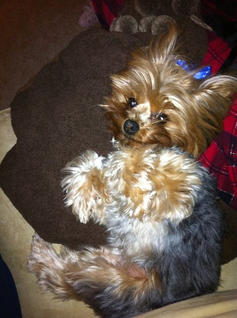 Keeping my mind of my wedding...Show me your dog:)!!**Pics