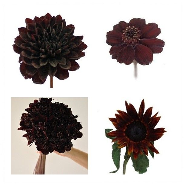 Starting our flowers tomorrow- need some help