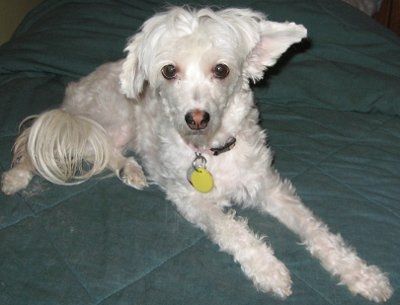 NWR: What kind of dog do you have?