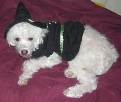 NWR: Show off your fur baby!