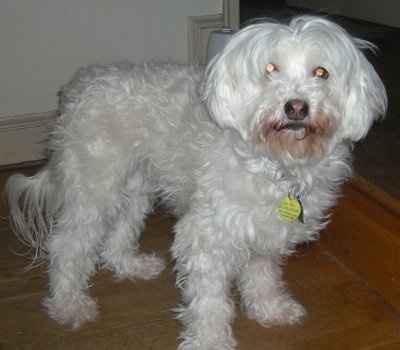 NWR - Furbabies :)