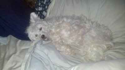 Puppy keeps me sane while wedding planning!!!