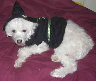 NWR:  Dressing your furbabies up for Halloween?