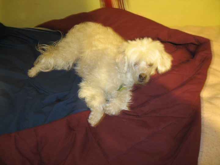 Lets see those puppies that we share with our FHs!