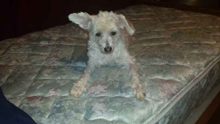 NWR: Dachshunds and other small dog owners