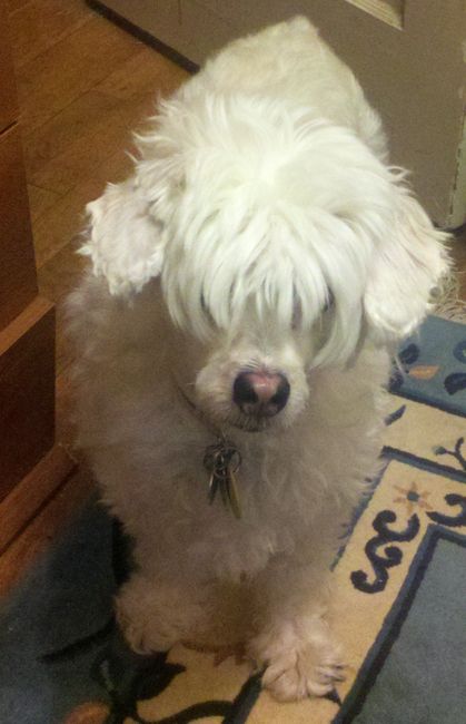 Show me your puppies!