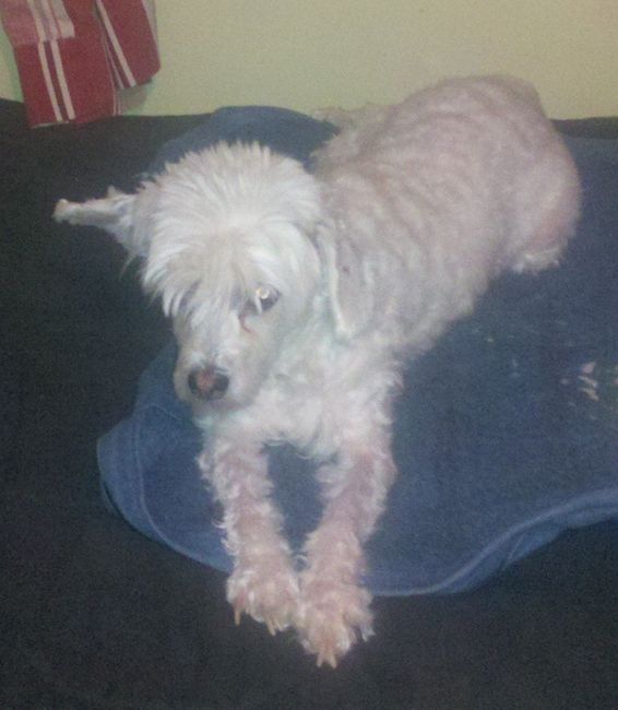 It's National Dog Day!