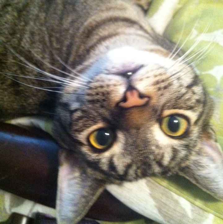 Nwr- show me your fur babies